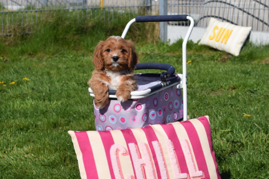 Cavapoo (teef) 30625