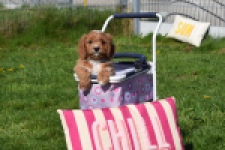 Cavapoo (teef) 30625