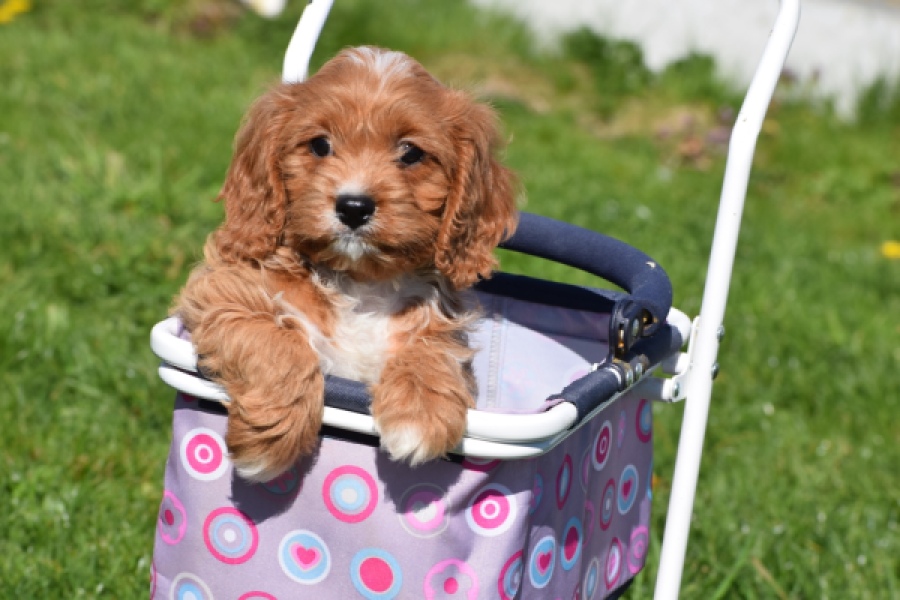 Cavapoo (teef) 30625