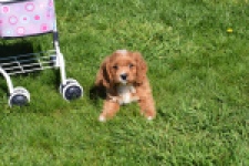 Cavapoo (teef) 30625