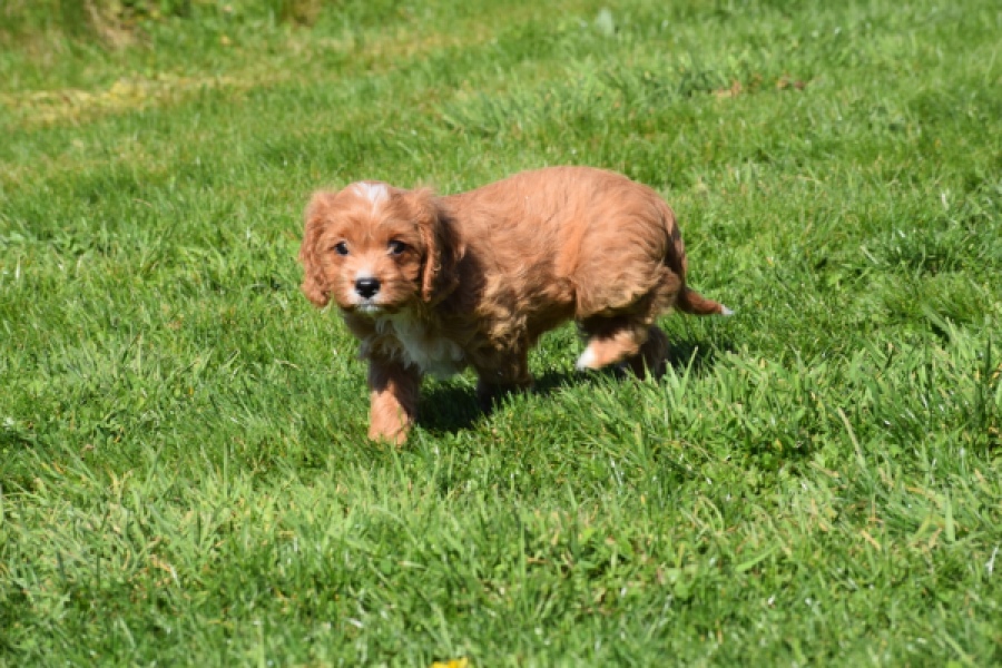 Cavapoo (teef) 30625