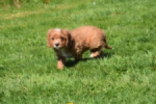 Cavapoo (teef) 30625