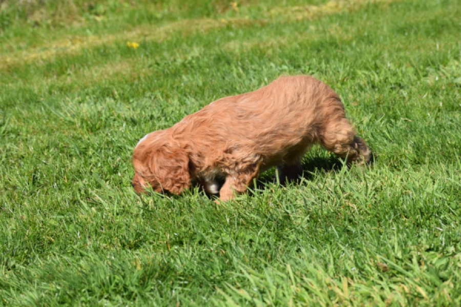 Cavapoo (teef) 30625