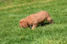 Cavapoo (teef) 30625