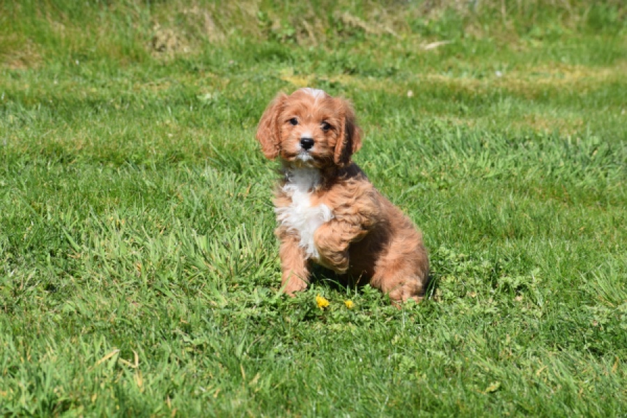 Cavapoo (teef) 30625