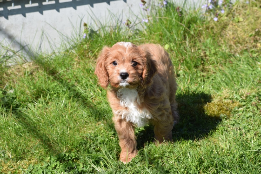 Cavapoo (teef) 30625