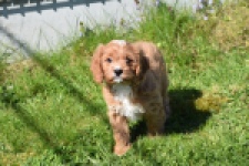 Cavapoo (teef) 30625