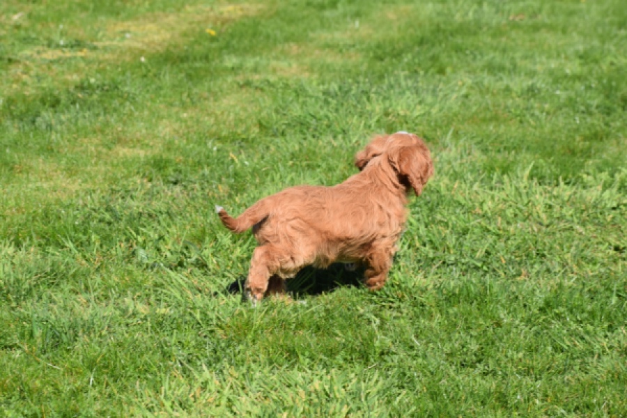 Cavapoo (teef) 30625