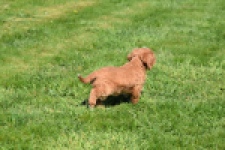 Cavapoo (teef) 30625