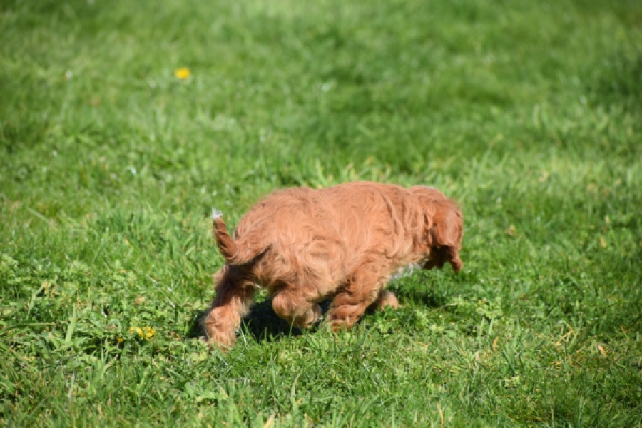 Cavapoo (teef) 30625