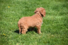 Cavapoo (teef) 30625