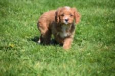 Cavapoo (teef) 30625