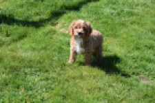 Cavapoo (teef) 30625