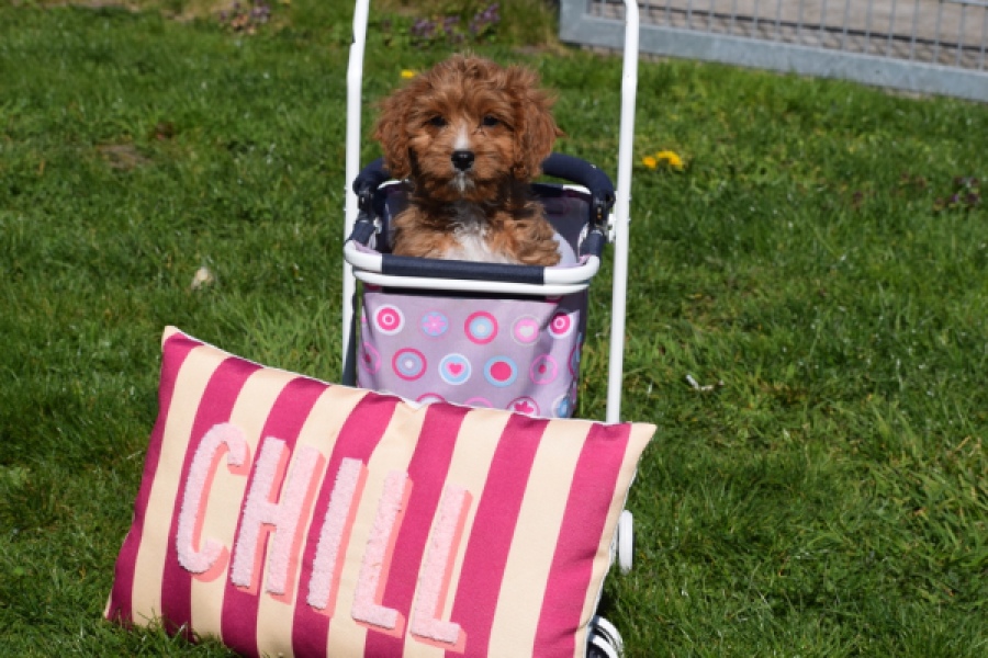 Cavapoo (reu) 30633