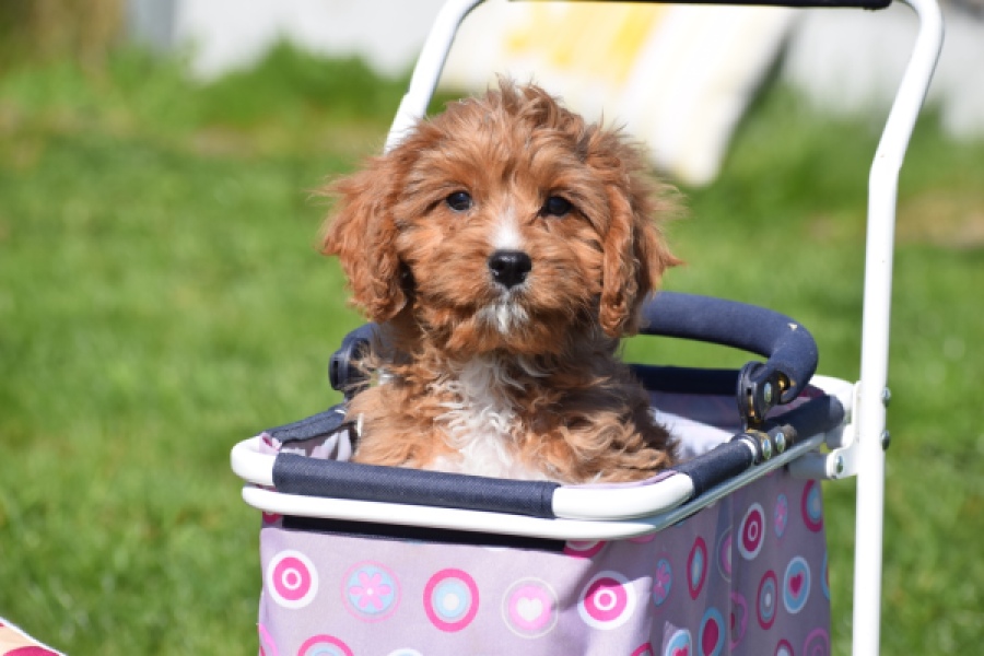 Cavapoo (reu) 30633