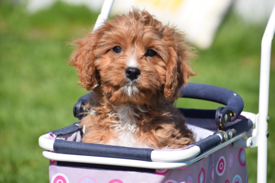 Cavapoo (reu) 30633