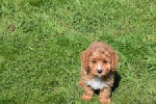 Cavapoo (reu) 30633