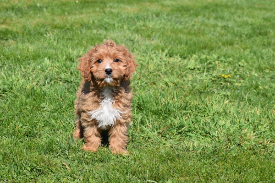 Cavapoo (reu) 30633