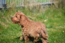 Cavapoo (reu) 30633
