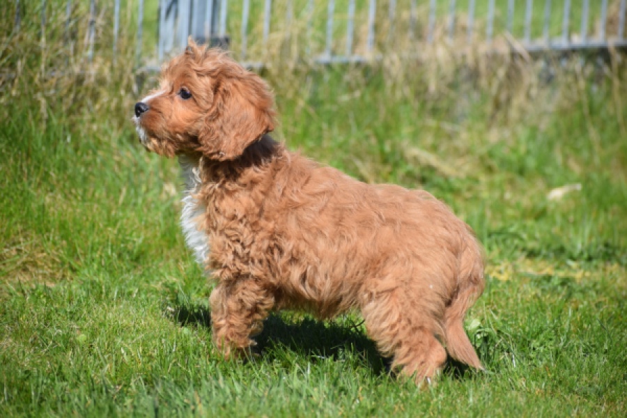 Cavapoo (reu) 30633