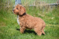 Cavapoo (reu) 30633