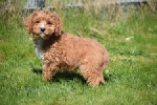 Cavapoo (reu) 30633