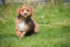 Cavapoo (reu) 30633