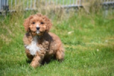 Cavapoo (reu) 30633