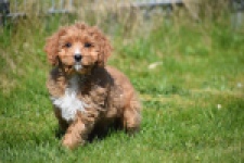 Cavapoo (reu) 30633