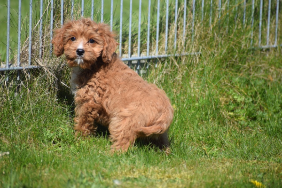 Cavapoo (reu) 30633