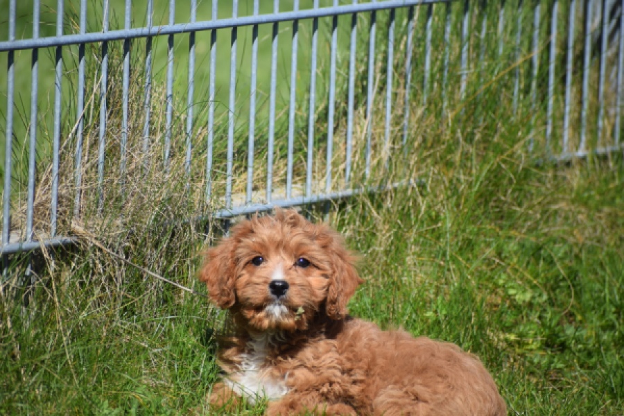 Cavapoo (reu) 30633