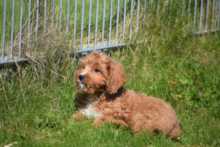 Cavapoo (reu) 30633