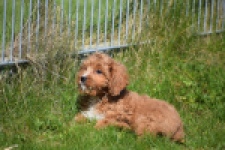 Cavapoo (reu) 30633