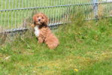 Cavapoo (reu) 30633
