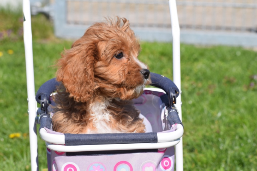Cavapoo (reu) 30633