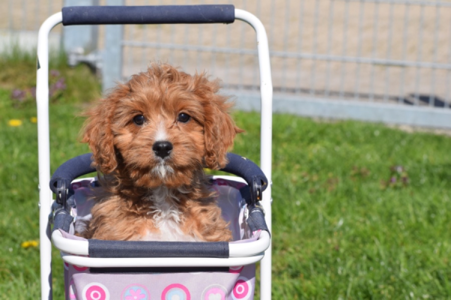 Cavapoo (reu) 30633