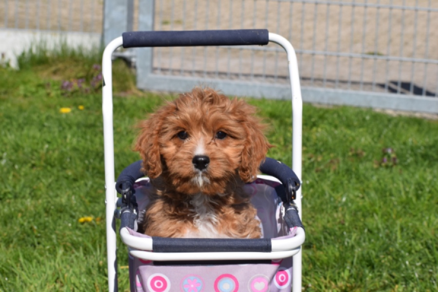 Cavapoo (reu) 30633