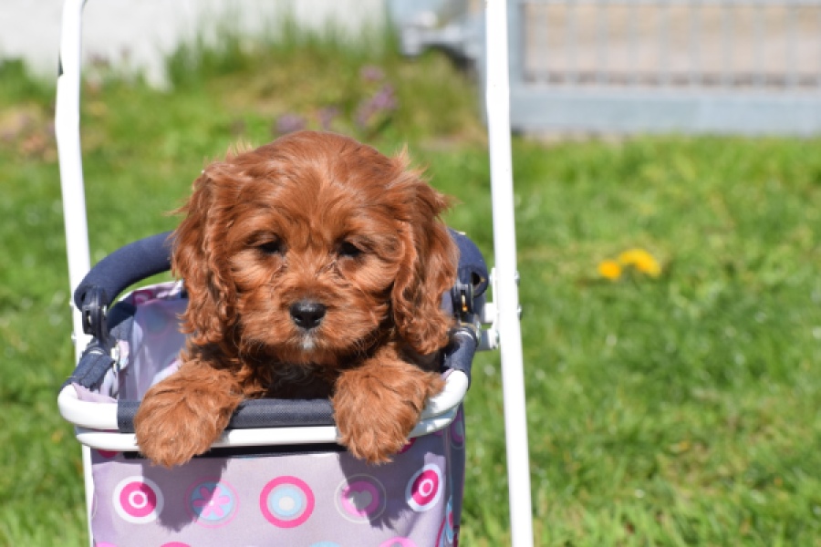 Cavapoo (teef) 30640