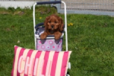 Cavapoo (teef) 30640