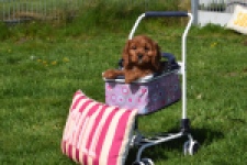 Cavapoo (teef) 30640