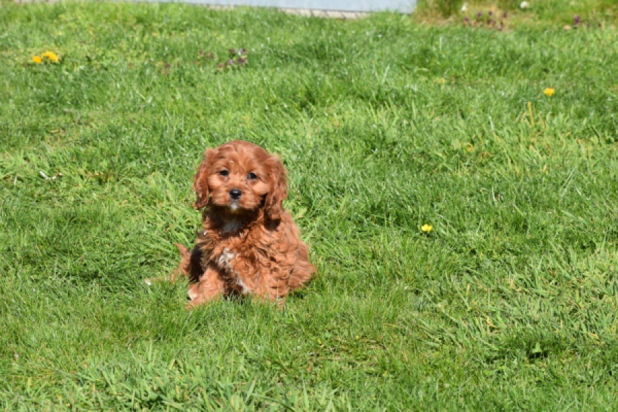 Cavapoo (teef) 30640