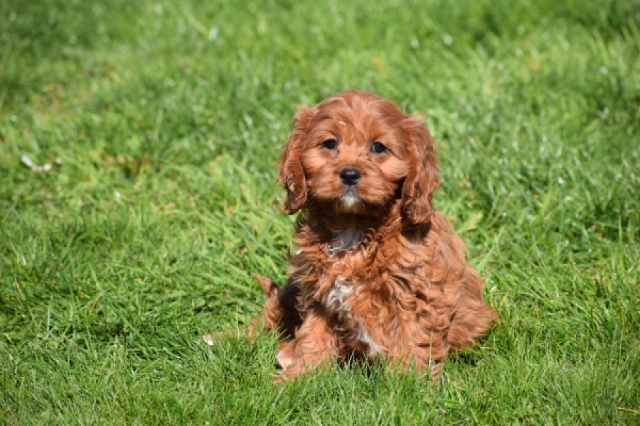 Cavapoo (teef) 30640