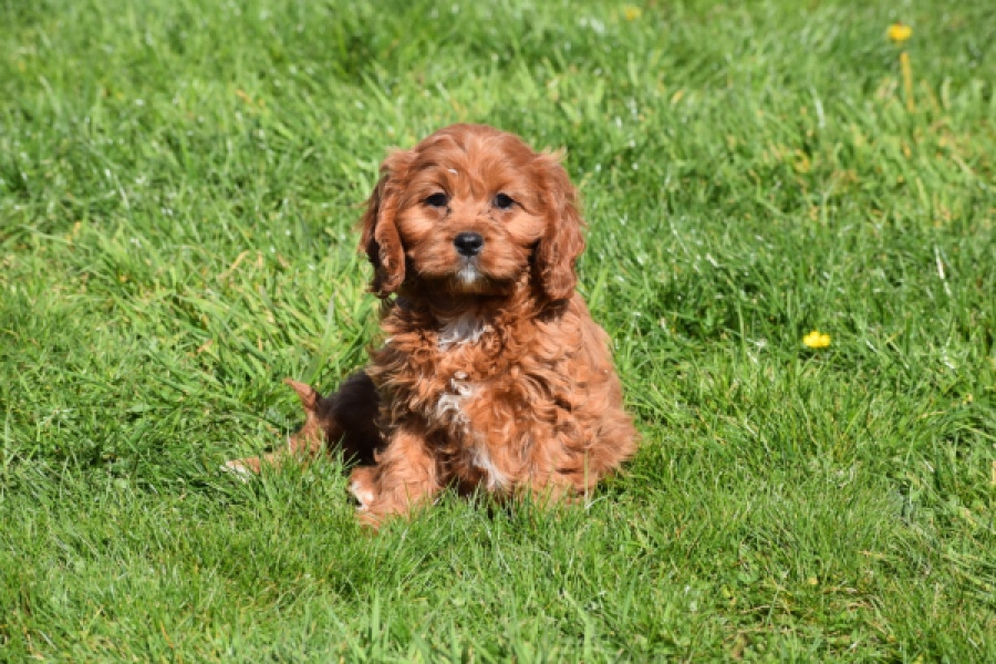 Cavapoo (teef) 30640