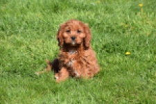 Cavapoo (teef) 30640