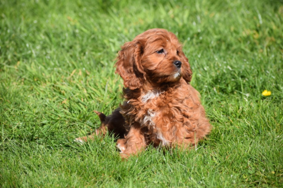 Cavapoo (teef) 30640