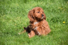 Cavapoo (teef) 30640