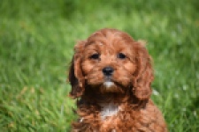 Cavapoo (teef) 30640