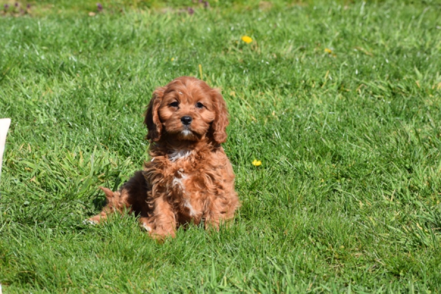 Cavapoo (teef) 30640