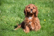 Cavapoo (teef) 30640