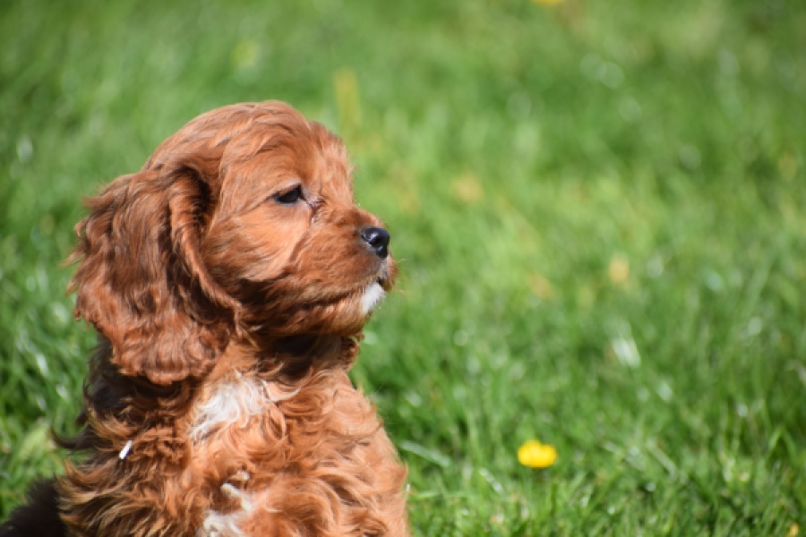 Cavapoo (teef) 30640